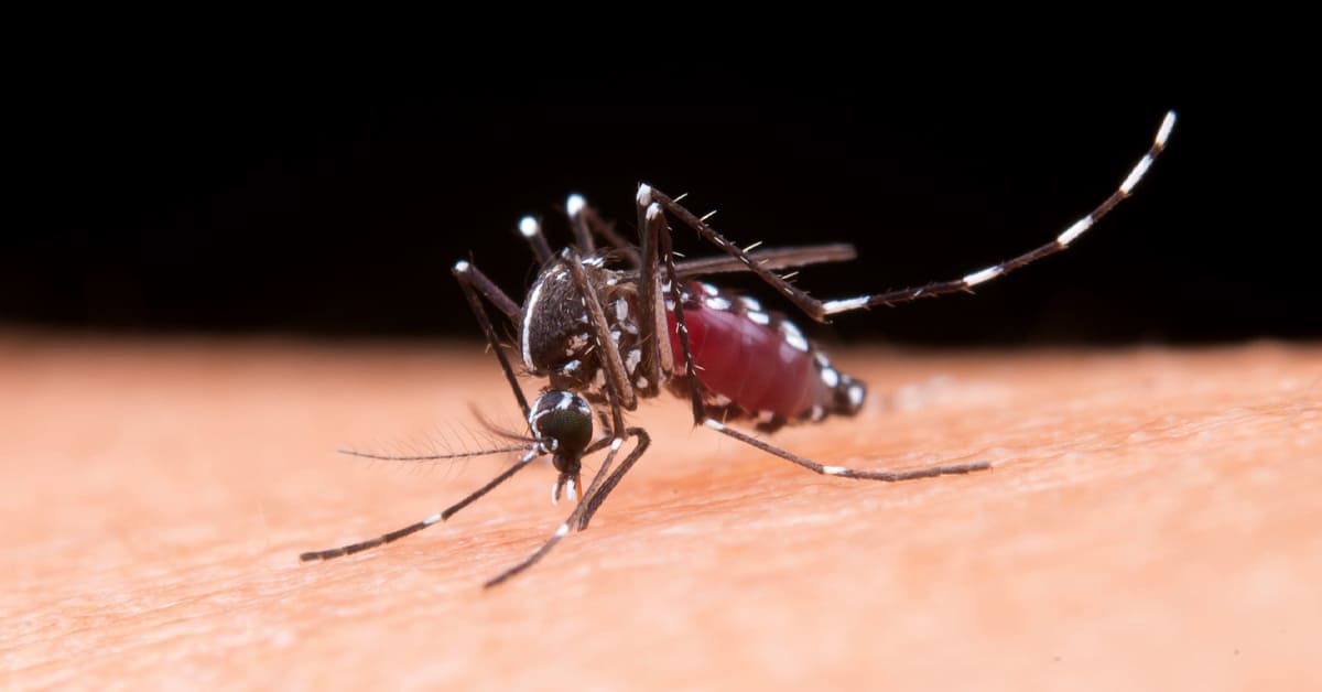 ujed malaričnog komarca