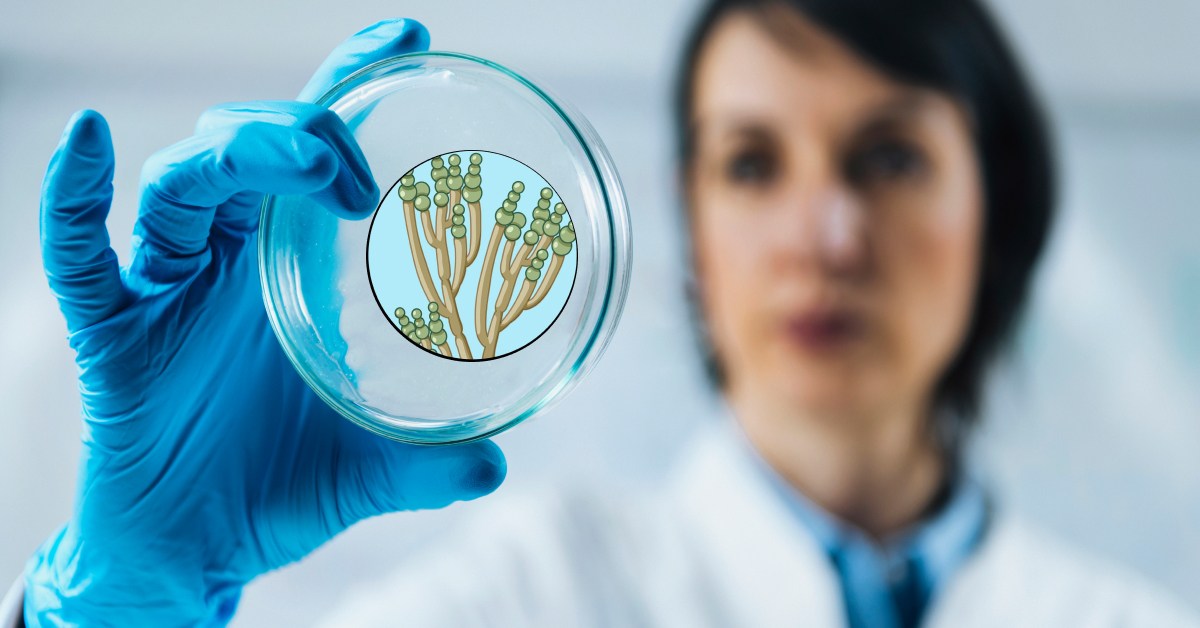 kandida u stolici pod mikroskopom